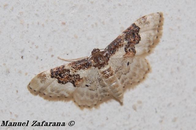 Idaea rusticata?